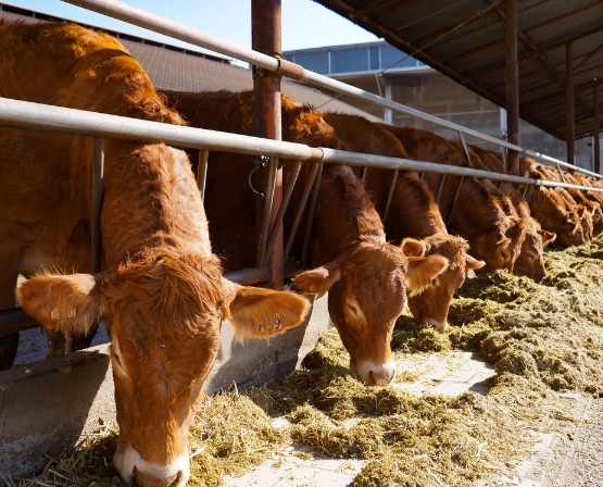 Beef Finishing Margin Calculator