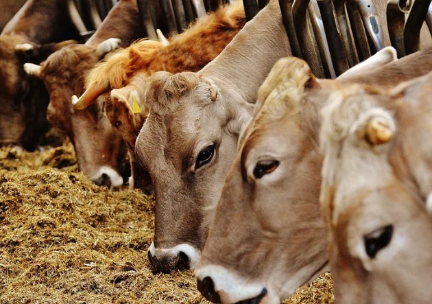 Cattle Daily Feed Cost Calculator (Silage, Hay and Rations)