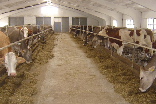 Daily Feed Cost Calculator – Farm Animals