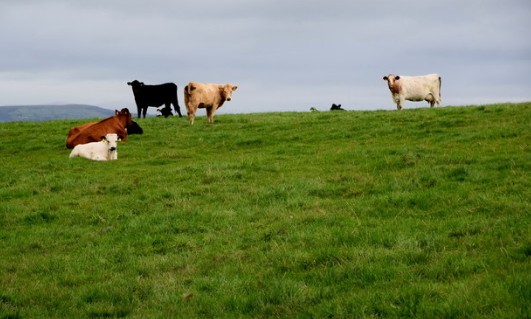 Stocking Density Calculator for Cattle (Ireland)