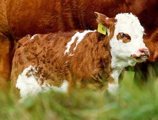 Calf & Weanling Daily Weight Gain Calculator